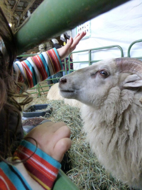 Making friends at a New England Wool Show
