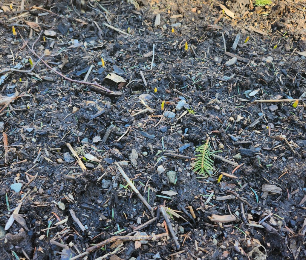 garlic popping up from the dirt in early spring