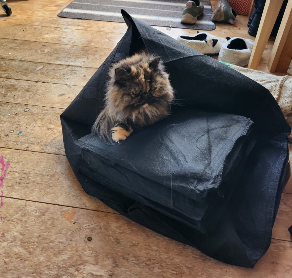 Moki the cat chilling in a grow bag