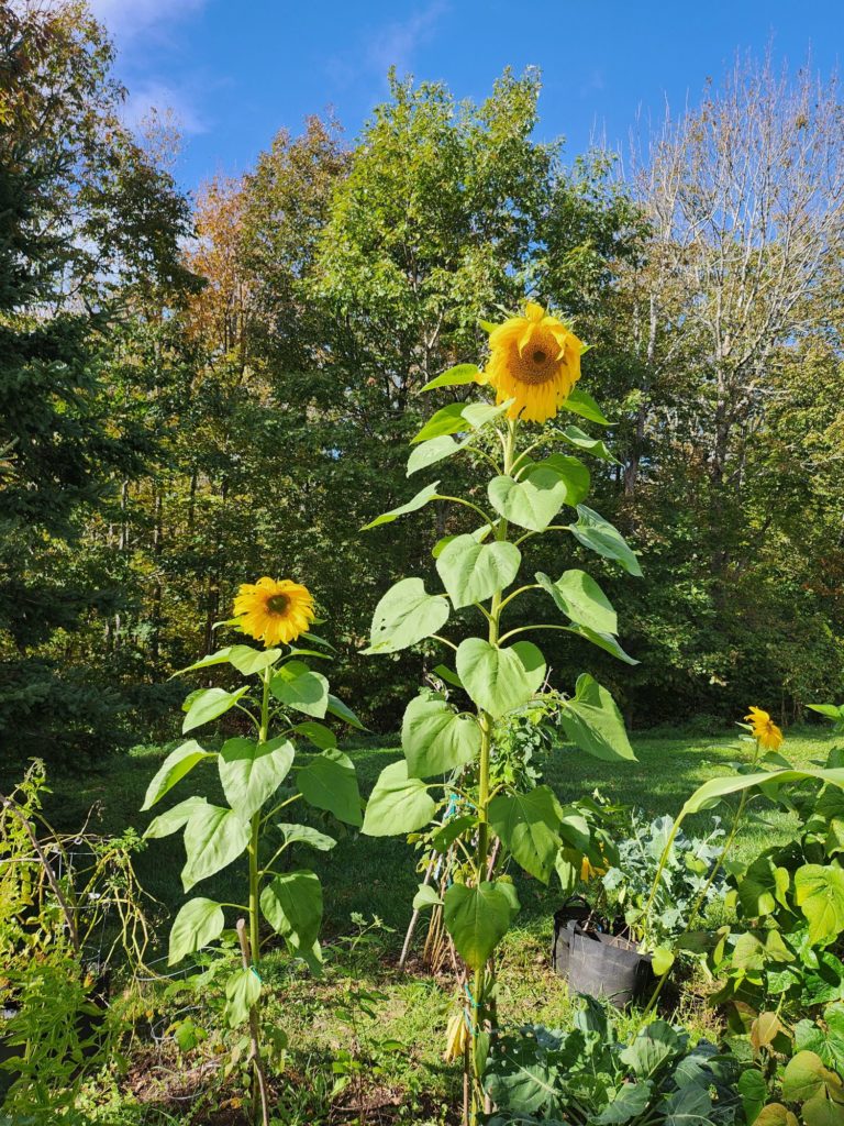 Two tall sunflowers stand among lush green foliage in a garden. The sunflowers have bright yellow petals and green stems. Trees with dense foliage are in the background under a clear blue sky. A few other plants and a black pot with greens are visible nearby.